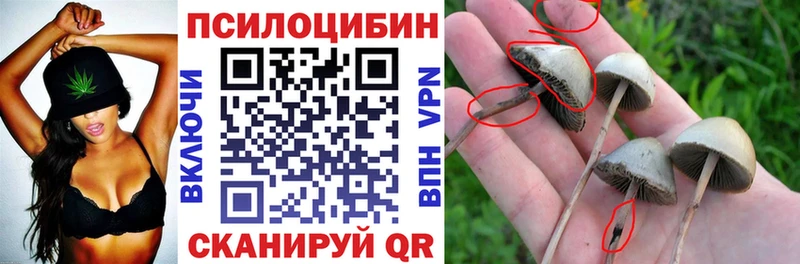 Псилоцибиновые грибы Psilocybe  купить закладку  Северодвинск 
